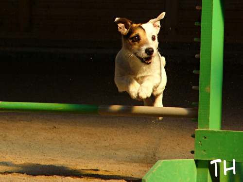 2005 08 20 Agility.jpg - Onnellinen